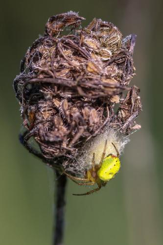 Araniella sp.